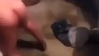 عربي مصري