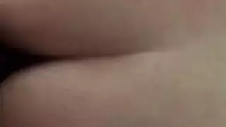 الحمار العربي الكبير